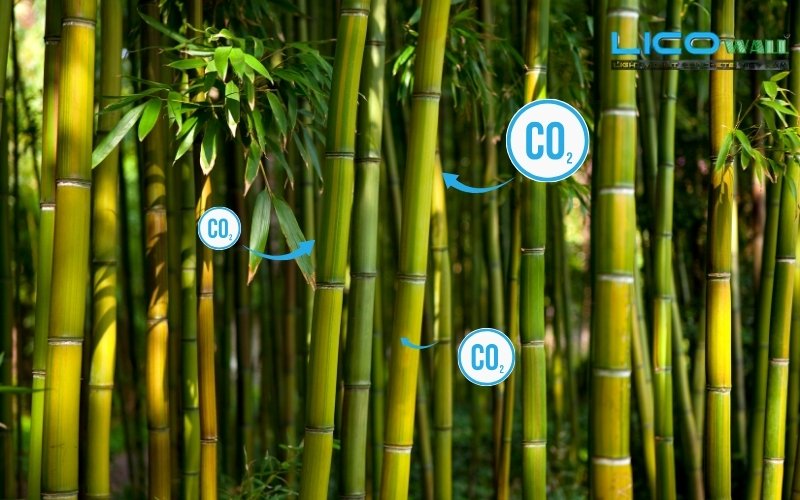 Tre giúp hấp thụ nhiều CO2, có tác dụng lọc không khí