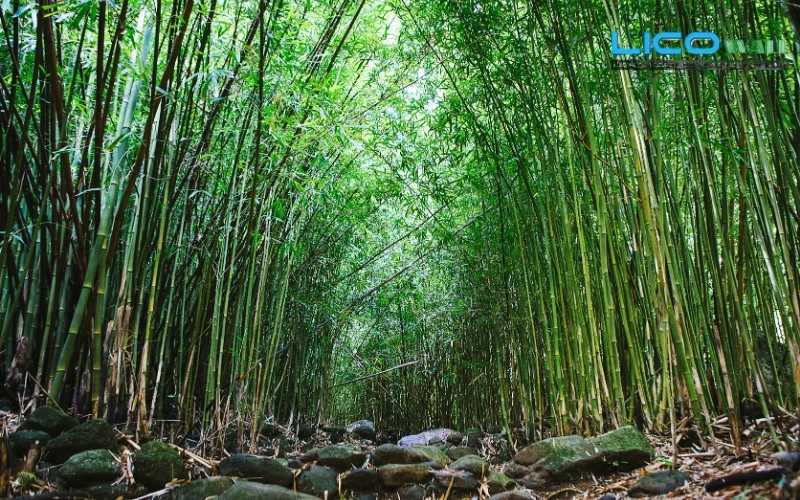 Rừng tre - tre mọc nhiều và có mặt khắp mọi nơi